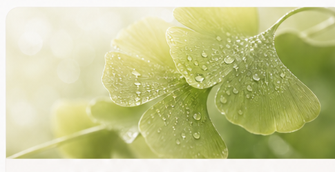 Ginkgo Biloba Leaf Extract botanical visual